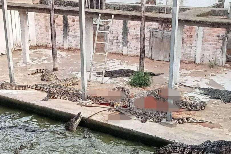 buaya