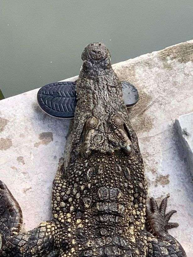 buaya