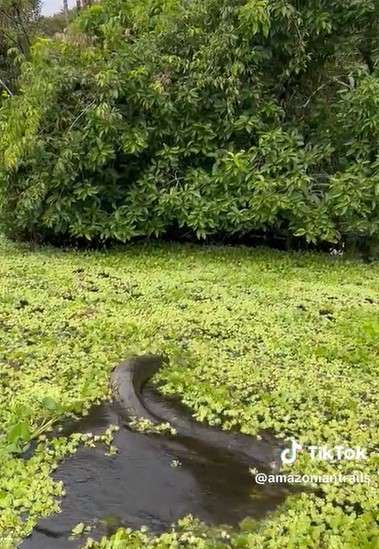 Anaconda