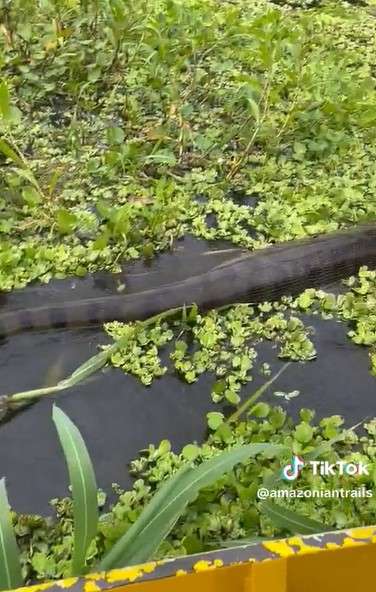 Anaconda