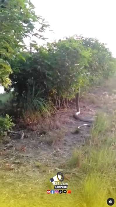 Ngeri! Warga Lampung Temukan Ular Kobra Raksasa di Pinggir Tambak