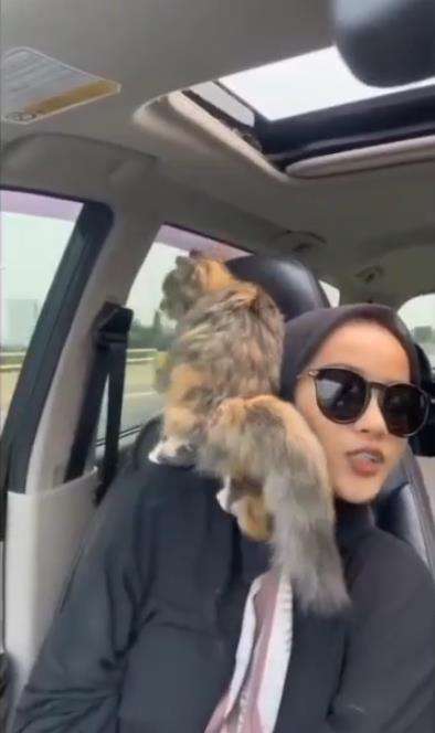 Kucing berak.