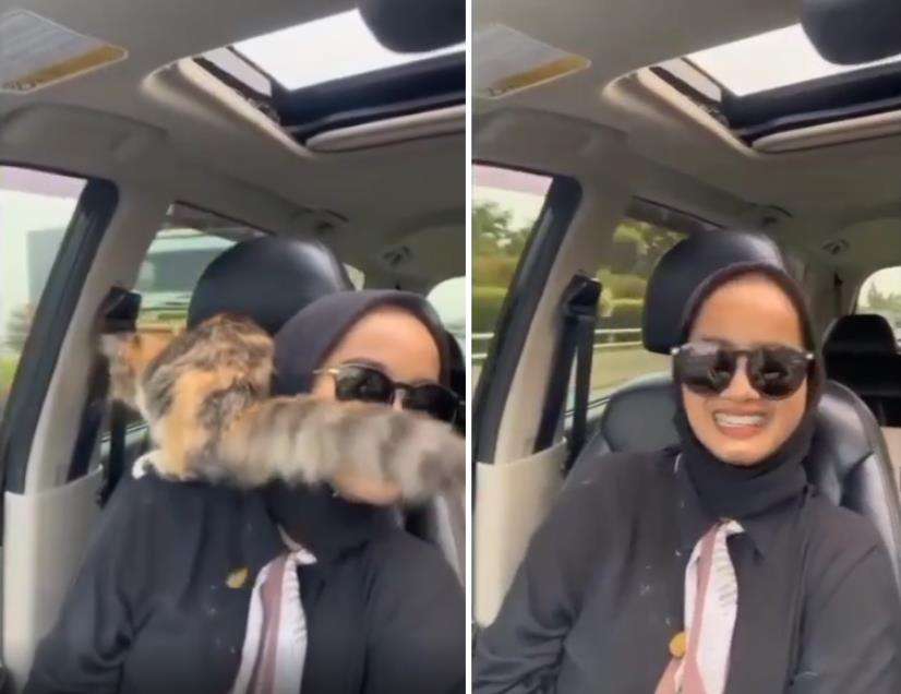 Kucing berak.
