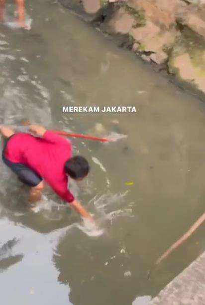penangkapan ular piton di kali.