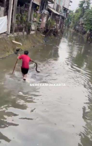 Penangkapan ular piton di kali.