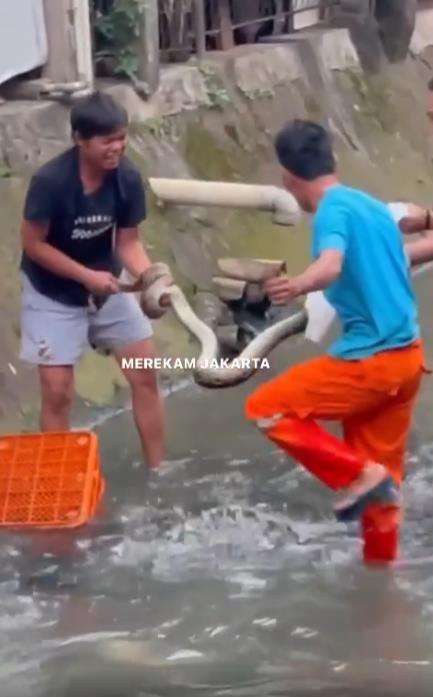 Penangkapan ular piton di kali.