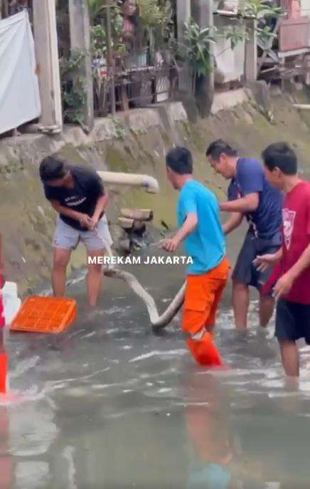 Penangkapan ular piton di kali.