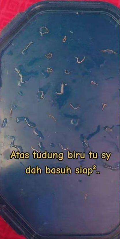 Cacing dalam kaleng sarden.