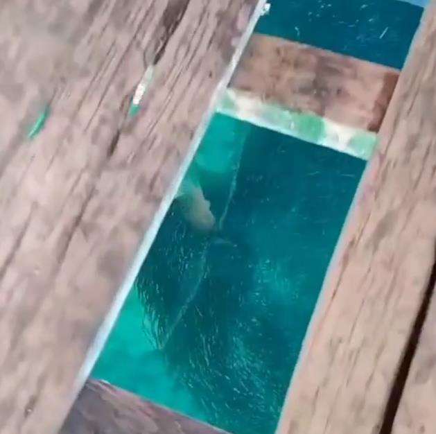 Tak sangka di bawah lantai rumah reyot dari papan ini ada kolam ikannya.