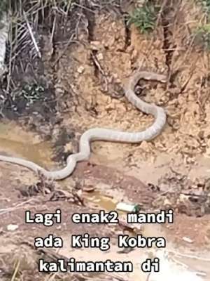 Ular kobra besar di Kalimantan