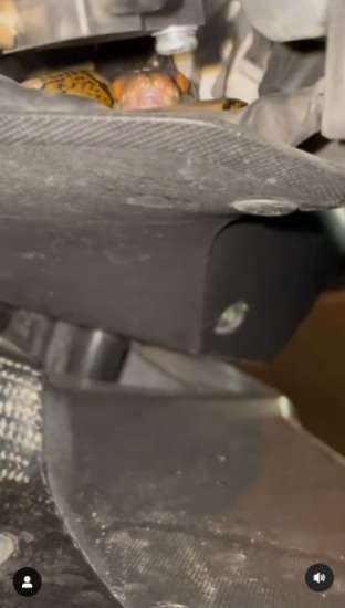 Body Motor Bergetar Bikin Penasaran Pengendara, Pas Dicek Ternyata Ada yang Ikutan Jalan-Jalan di Dalamnya