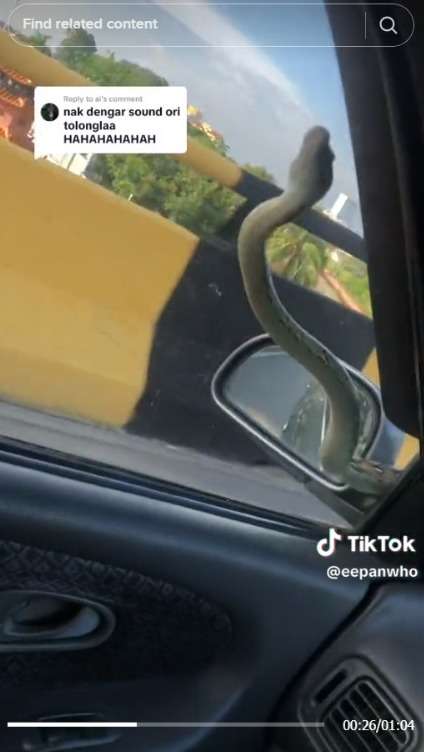 Detik-Detik Menegangkan Ular di Atas Mobil, Teriakan Penumpang Malah Bikin Ngakak