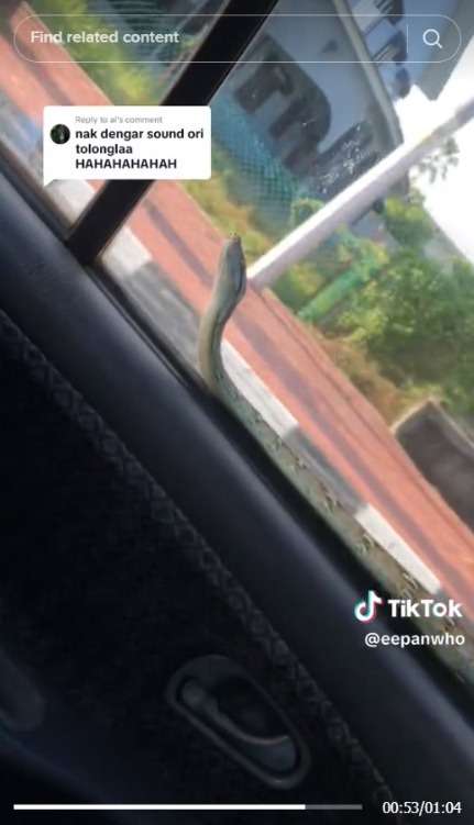 Detik-Detik Menegangkan Ular di Atas Mobil, Teriakan Penumpang Malah Bikin Ngakak