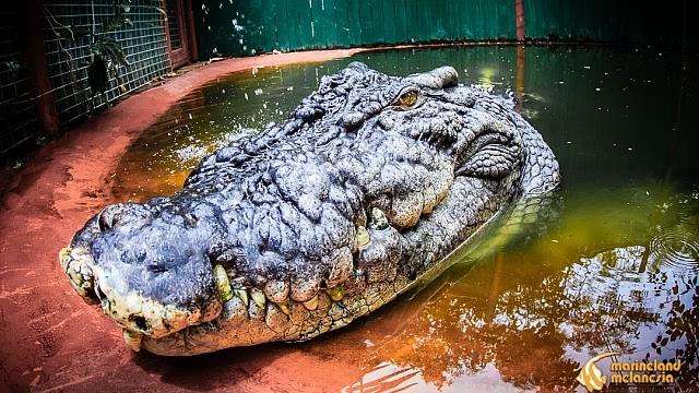 Cassius buaya terbesar dunia yang hidup di penangkaran.