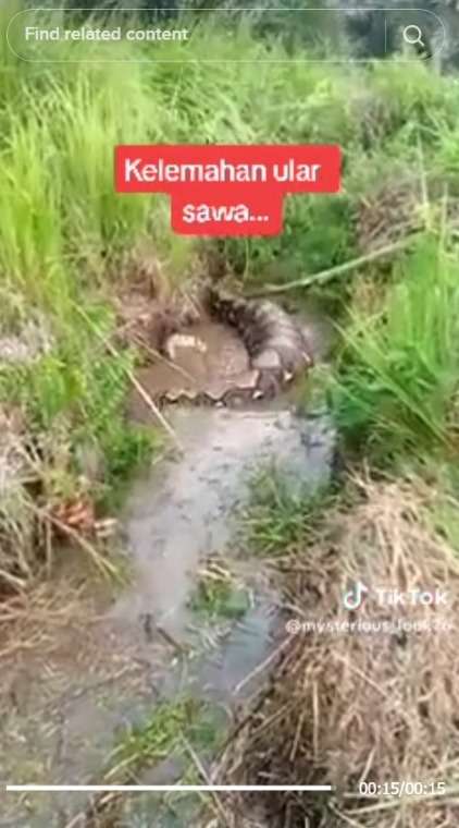 Momen Ular Piton Buncit Kekenyangan Hingga Sulit Bergerak, Disebut Warganet Serakah
