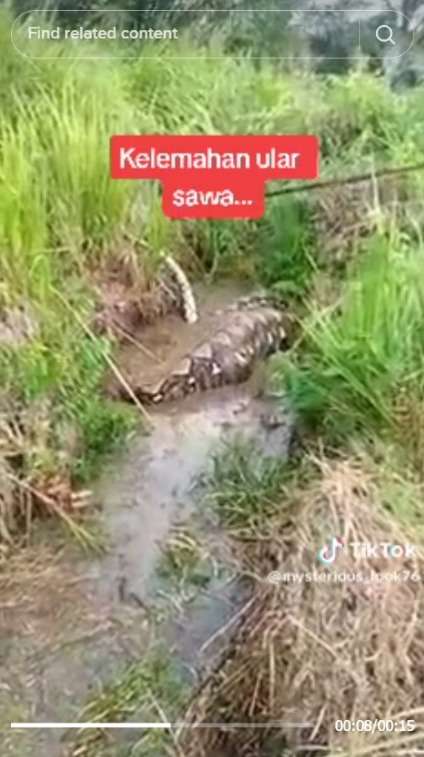 Momen Ular Piton Buncit Kekenyangan Hingga Sulit Bergerak, Disebut Warganet Serakah