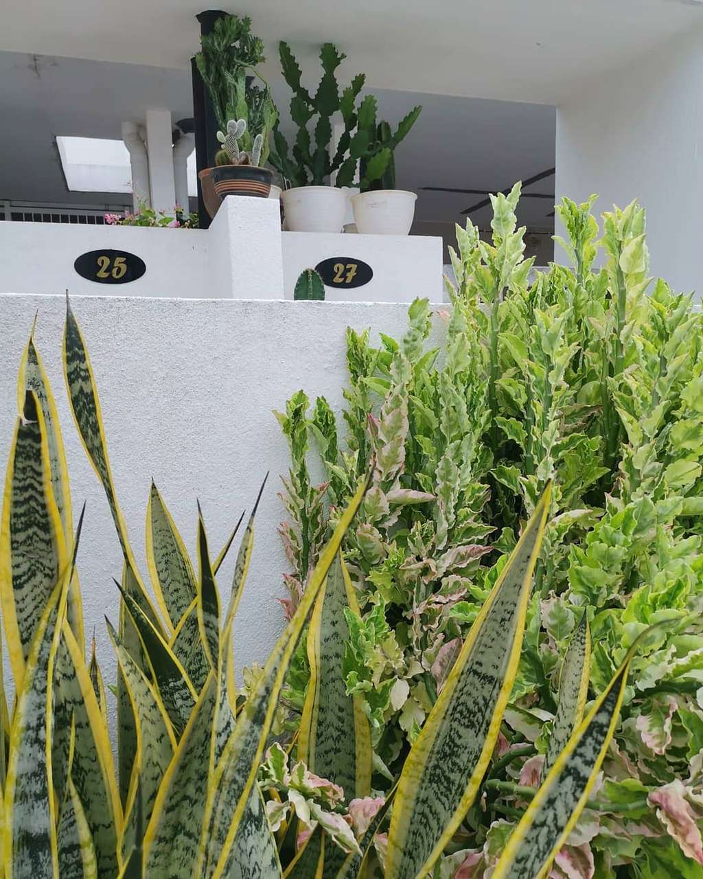 Rumah kaktus