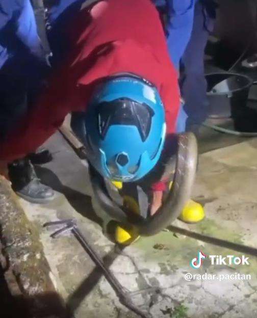 Penemuan king kobra di Pacitan.