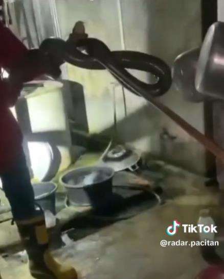 Penemuan king kobra di Pacitan.