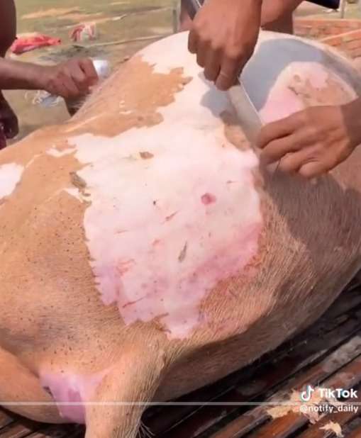 Video Masak Kerbau Guling 500 Kg, Sampai Harus Pakai Traktor Untuk Memanggangnya