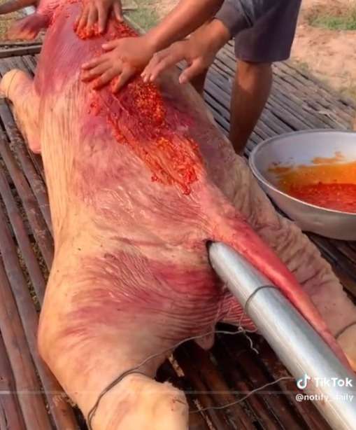 Video Masak Kerbau Guling 500 Kg, Sampai Harus Pakai Traktor Untuk Memanggangnya