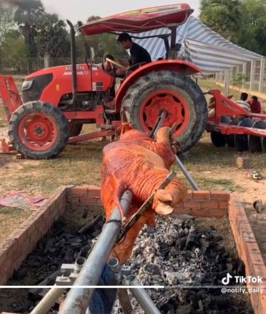 Video Masak Kerbau Guling 500 Kg, Sampai Harus Pakai Traktor Untuk Memanggangnya