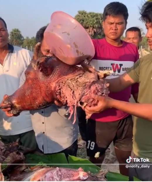 Video Masak Kerbau Guling 500 Kg, Sampai Harus Pakai Traktor Untuk Memanggangnya