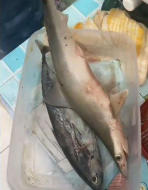 Goreng ikan hiu.
