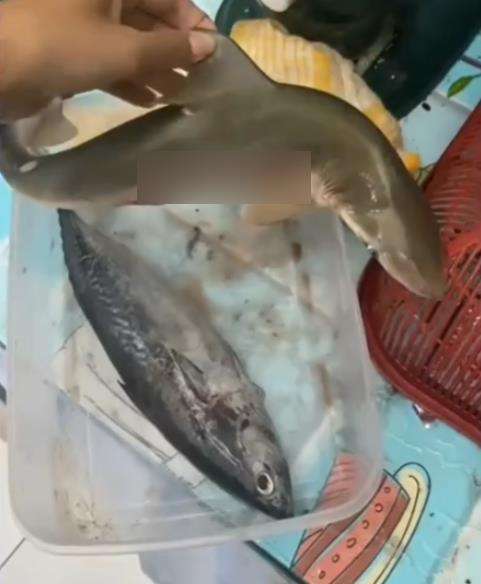 Goreng ikan hiu.