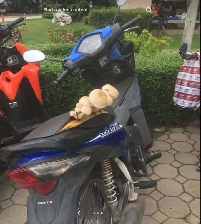 Tak Pernah Dibersihkan, Jok Motor ini Berubah Jadi Media Ditumbuhi Jamur yang Subur