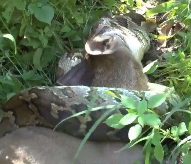 Ular piton menelan rusa besar bulat-bulat.