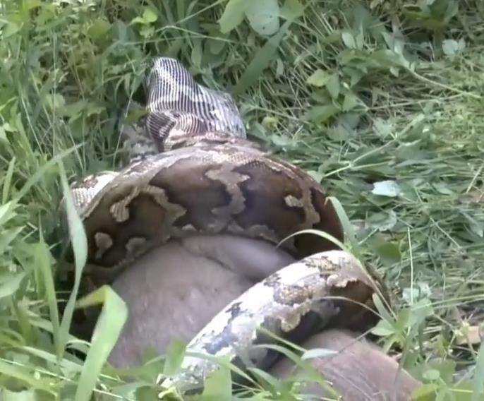 Ular piton menelan rusa besar bulat-bulat.