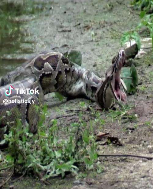 Momen ular piton muntahkan buaya yang ditelannya hidup-hidup.