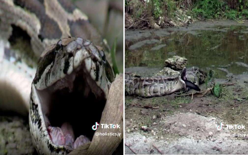 Momen ular piton muntahkan buaya yang ditelannya hidup-hidup.