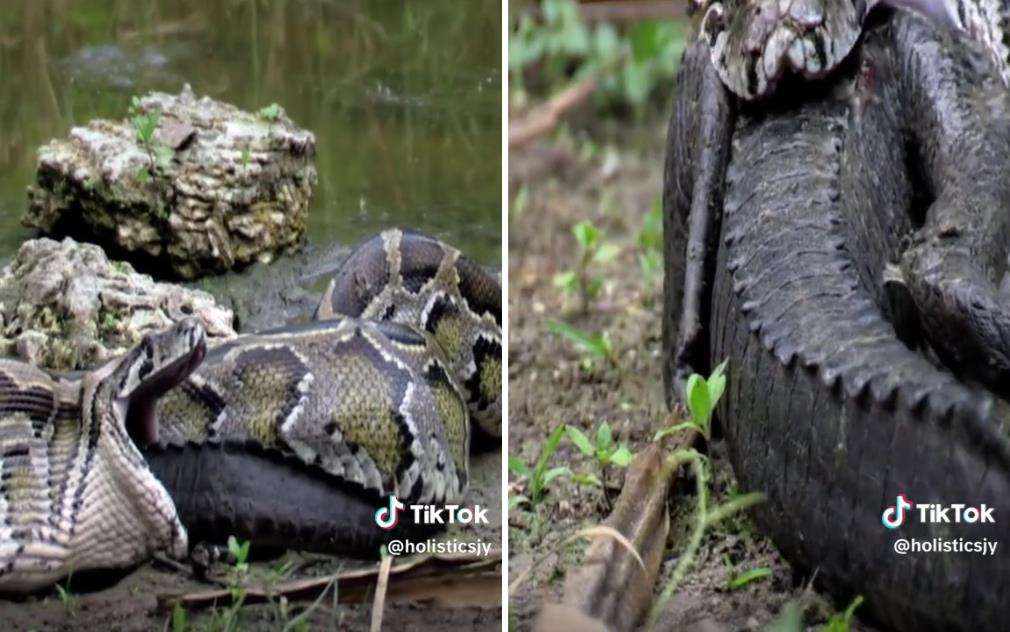 Momen ular piton muntahkan buaya yang ditelannya hidup-hidup.