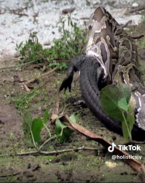 Momen ular piton muntahkan buaya yang ditelannya hidup-hidup.