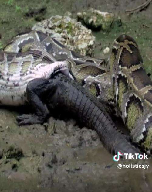 Momen ular piton muntahkan buaya yang ditelannya hidup-hidup.