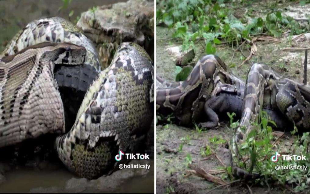 Momen ular piton muntahkan buaya yang ditelannya hidup-hidup.
