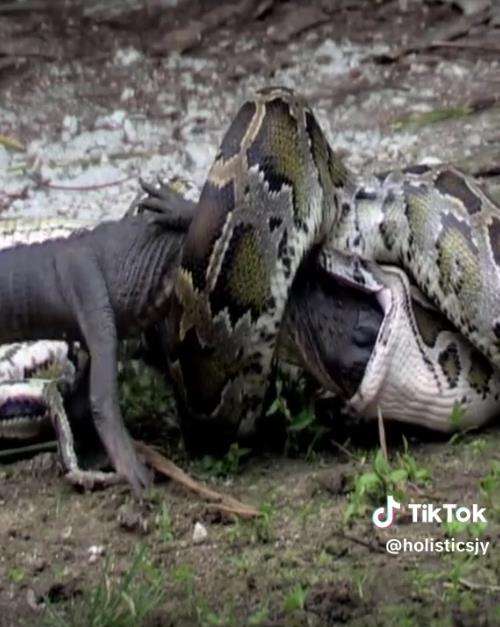 Momen ular piton muntahkan buaya yang ditelannya hidup-hidup.