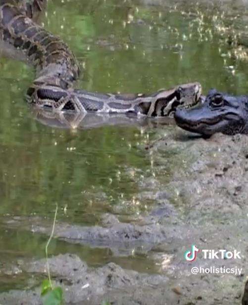 Momen ular piton muntahkan buaya yang ditelannya hidup-hidup.