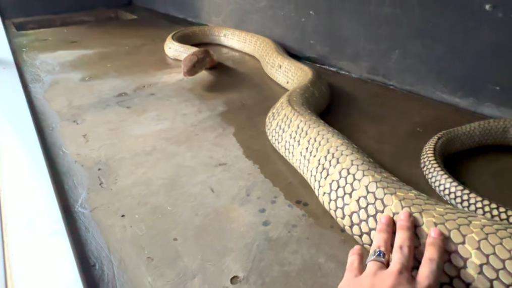 King kobra terbesar di Kalimantan.
