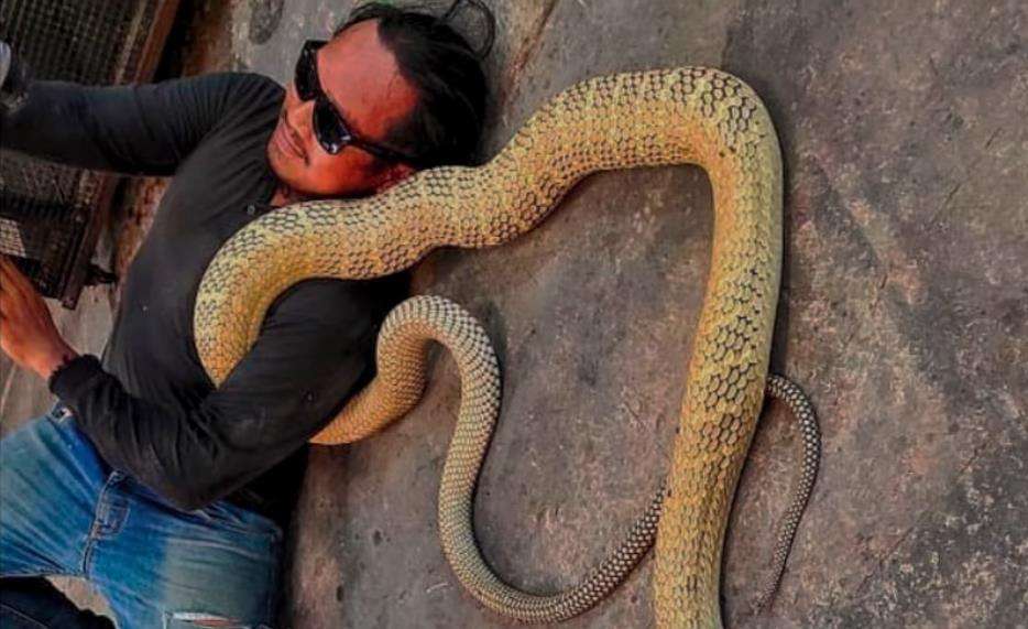 Ular king kobra terbesar di Kalimantan.