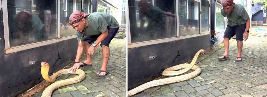 Ular king kobra terbesar di Kalimantan.