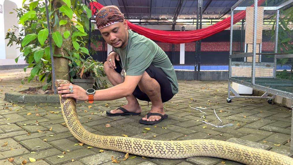 Ular king kobra terbesar di Kalimantan.