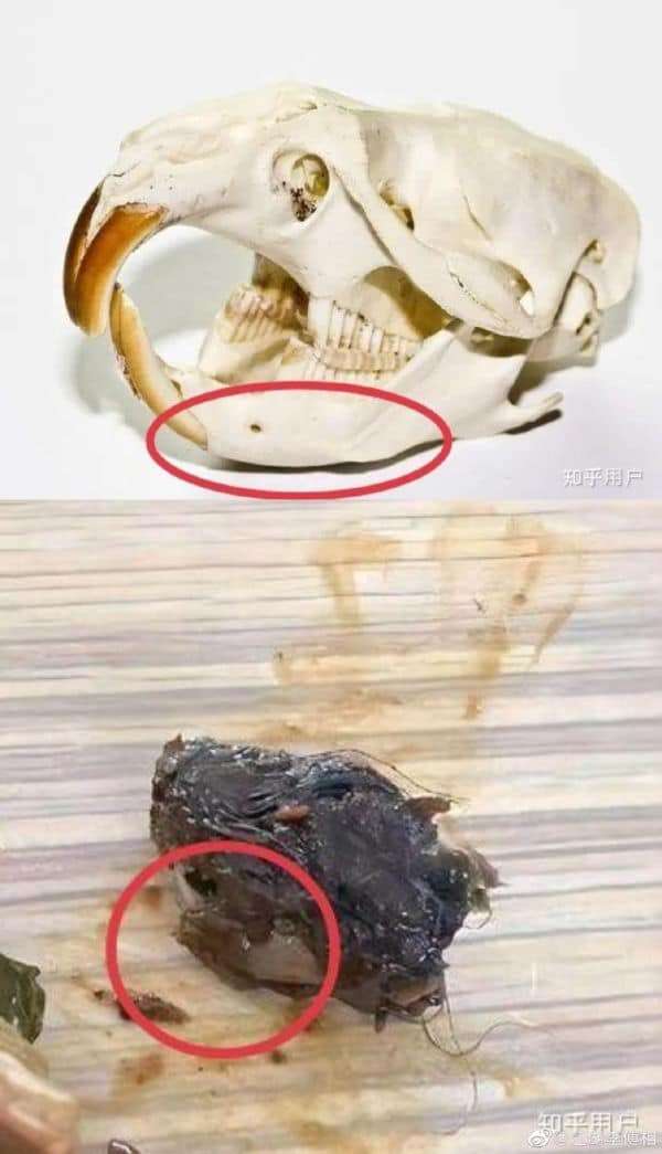 Heboh Temukan Kepala Tikus di Makanan Kantin, Namun Disebut Pihak Sekolah Adalah Bebek