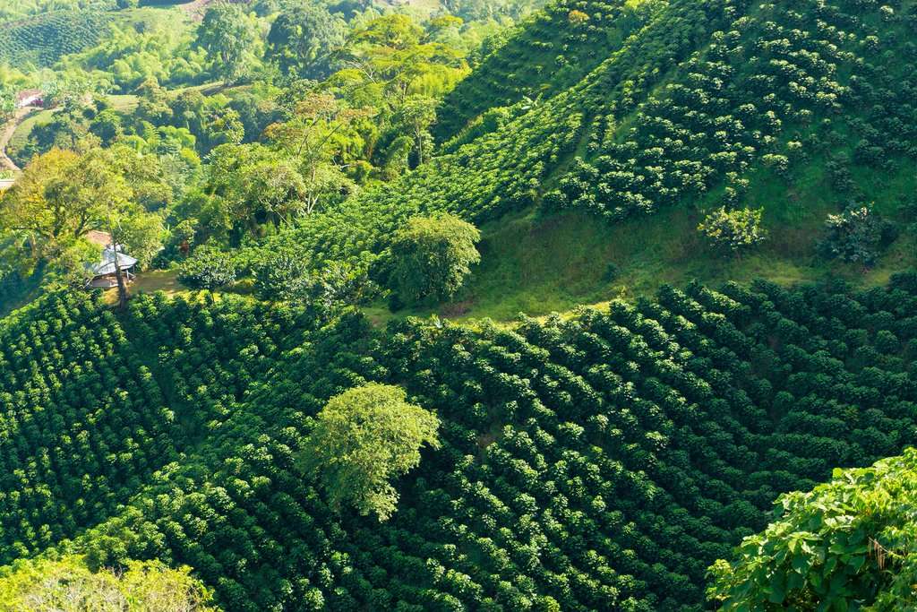 Perkebunan kopi Kolombia Perkebunan kopi Kolombia