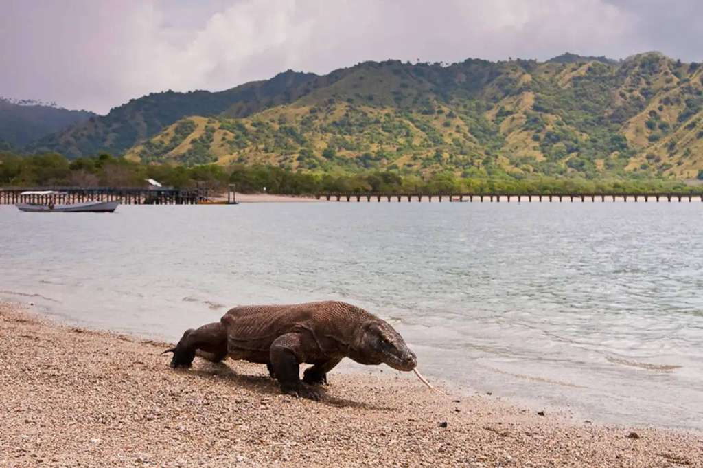 Komodo tengah menysir pantai Pulau Komodo, Labuan Bajo, NTT Komodo tengah menysir pantai Pulau Komodo, Labuan Bajo, NTT
