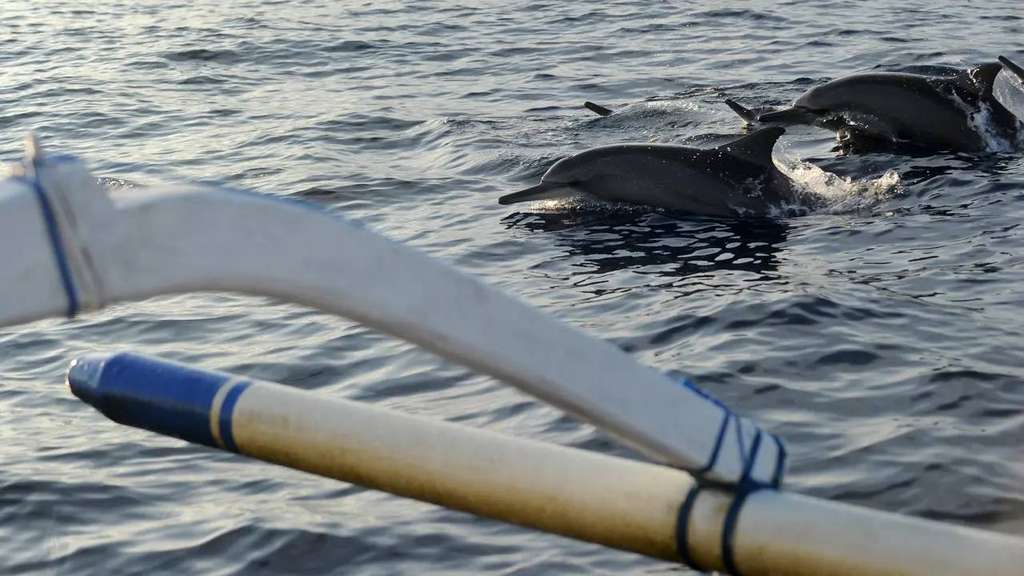 Pantai Lovina, Bali, ketika pengunjung bisa melihat lumba-lumba dari dekat Pantai Lovina, Bali, ketika pengunjung bisa melihat lumba-lumba dari dekat