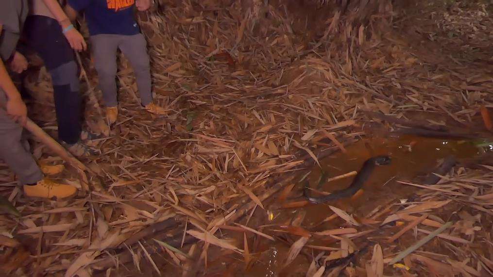 Penemuan ular buntet yang misterius dan langka.
