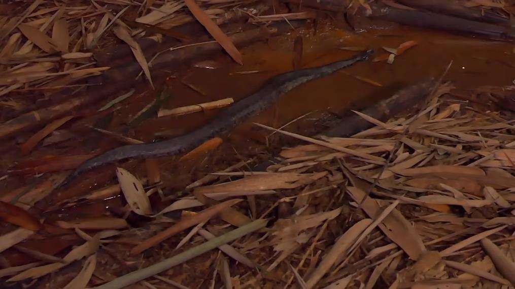 Penemuan ular buntet yang misterius dan langka.